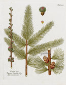 Ferdinand Vietz 1800 Botanical Print Larch, Pinus larix - Panteek Antique Prints