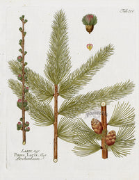 Ferdinand Vietz 1800 Botanical Print Larch, Pinus larix - Panteek Antique Prints