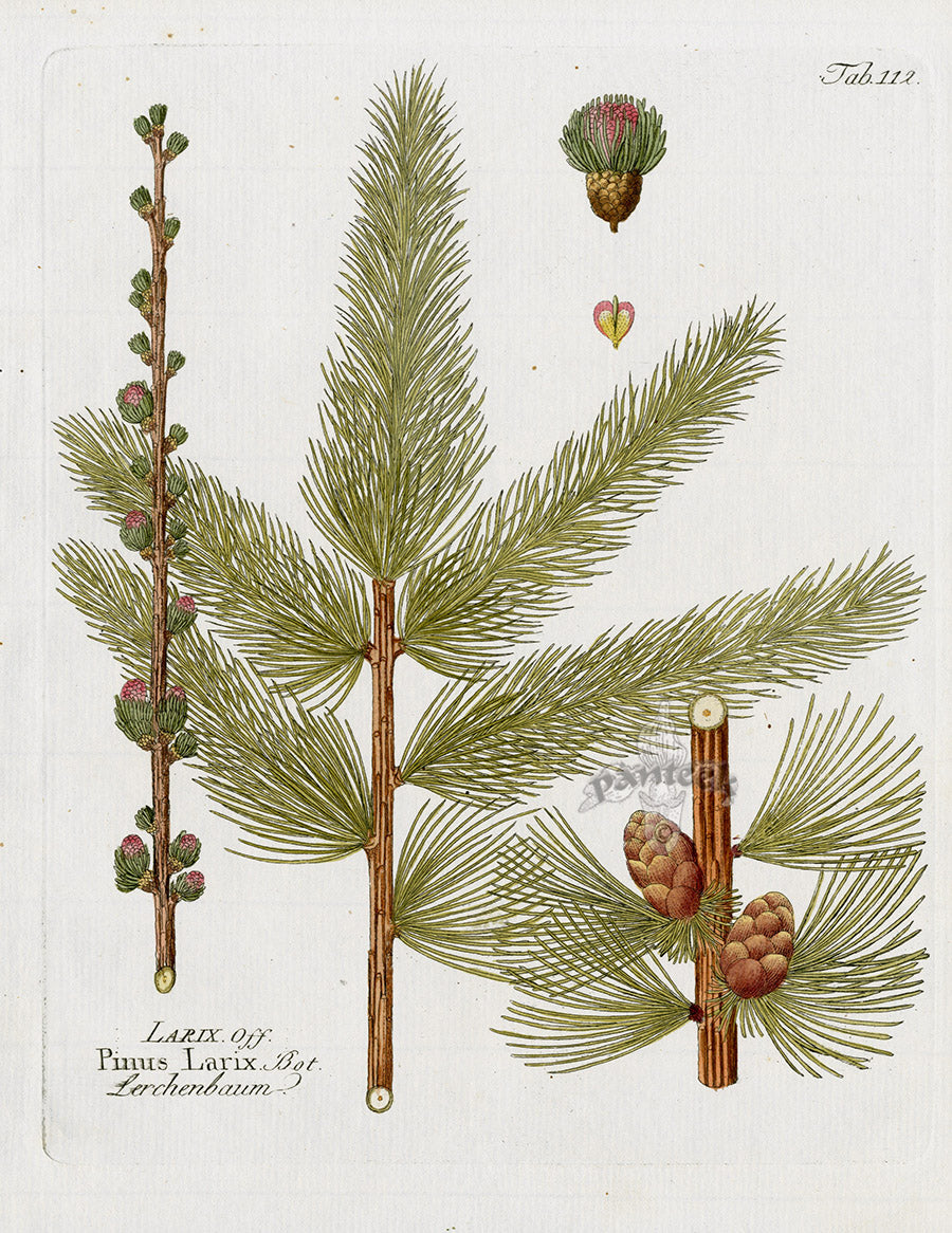 Ferdinand Vietz 1800 Botanical Print Larch, Pinus larix