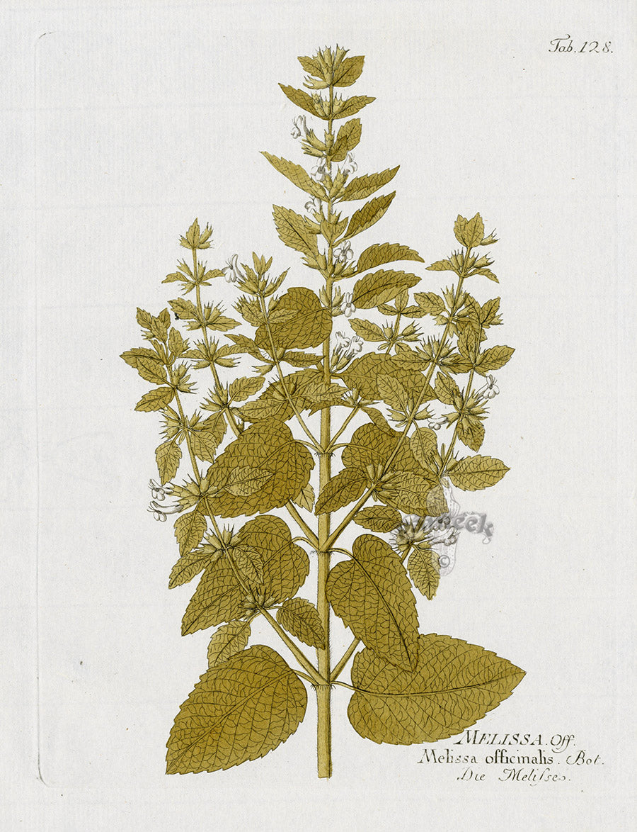 Ferdinand Vietz 1800 Botanical Print Lemon Balm
