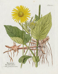 Ferdinand Vietz 1800 Botanical Print Leopard's-bane - Panteek Antique Prints