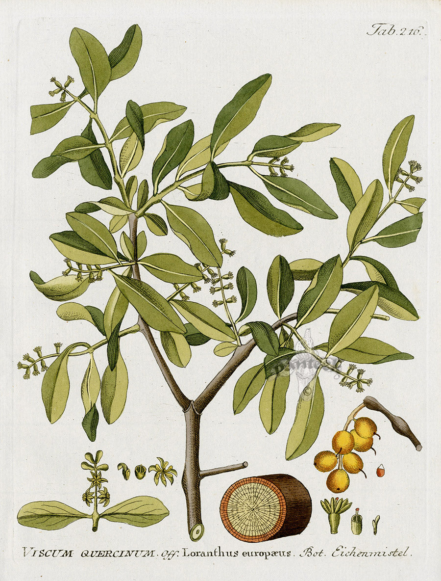 Ferdinand Vietz 1800 Botanical Print Loranthus europaeus