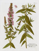 Ferdinand Vietz 1800 Botanical Print Lythrum salicaria - Panteek Antique Prints