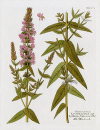 Ferdinand Vietz 1800 Botanical Print Lythrum salicaria - Panteek Antique Prints