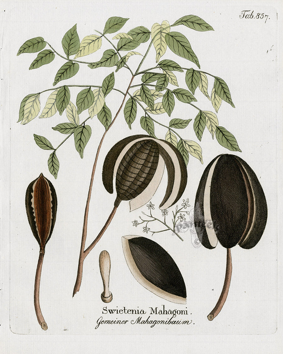 Ferdinand Vietz 1800 Botanical Print Mahogany, Swietenia