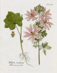 Ferdinand Vietz 1800 Botanical Print Malva moschata - Panteek Antique Prints