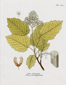 Ferdinand Vietz 1800 Botanical Print Maple, Acer - Panteek Antique Prints