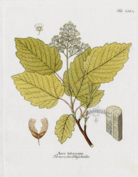 Ferdinand Vietz 1800 Botanical Print Maple, Acer - Panteek Antique Prints