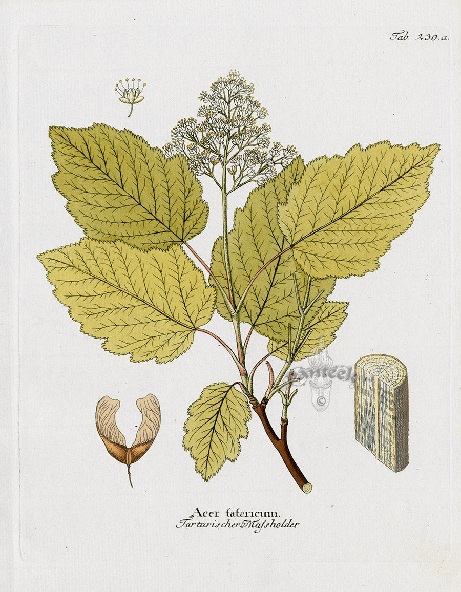Ferdinand Vietz 1800 Botanical Print Maple, Acer