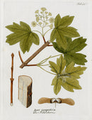 Ferdinand Vietz 1800 Botanical Print Maple, Acer cam. - Panteek Antique Prints