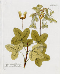 Ferdinand Vietz 1800 Botanical Print Maple, Acer mon. - Panteek Antique Prints