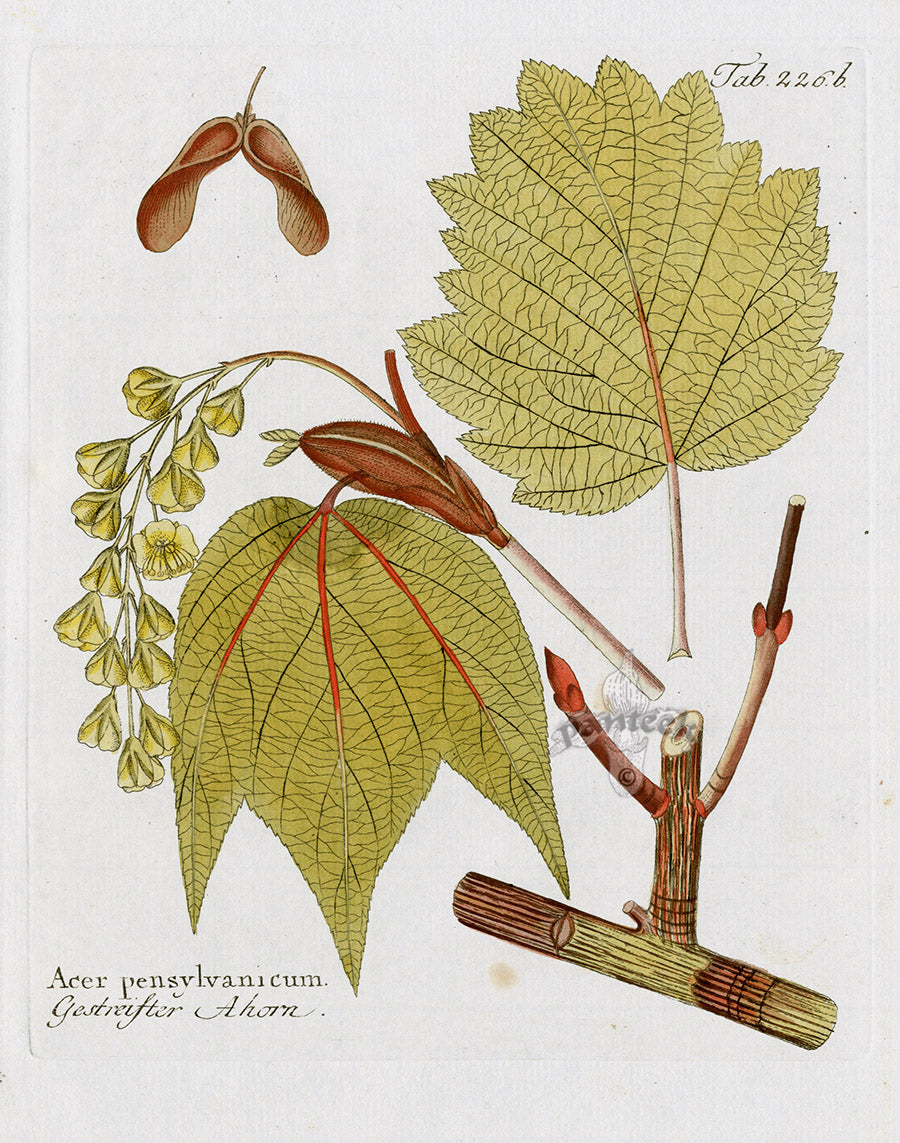 Ferdinand Vietz 1800 Botanical Print Maple, Acer pen.