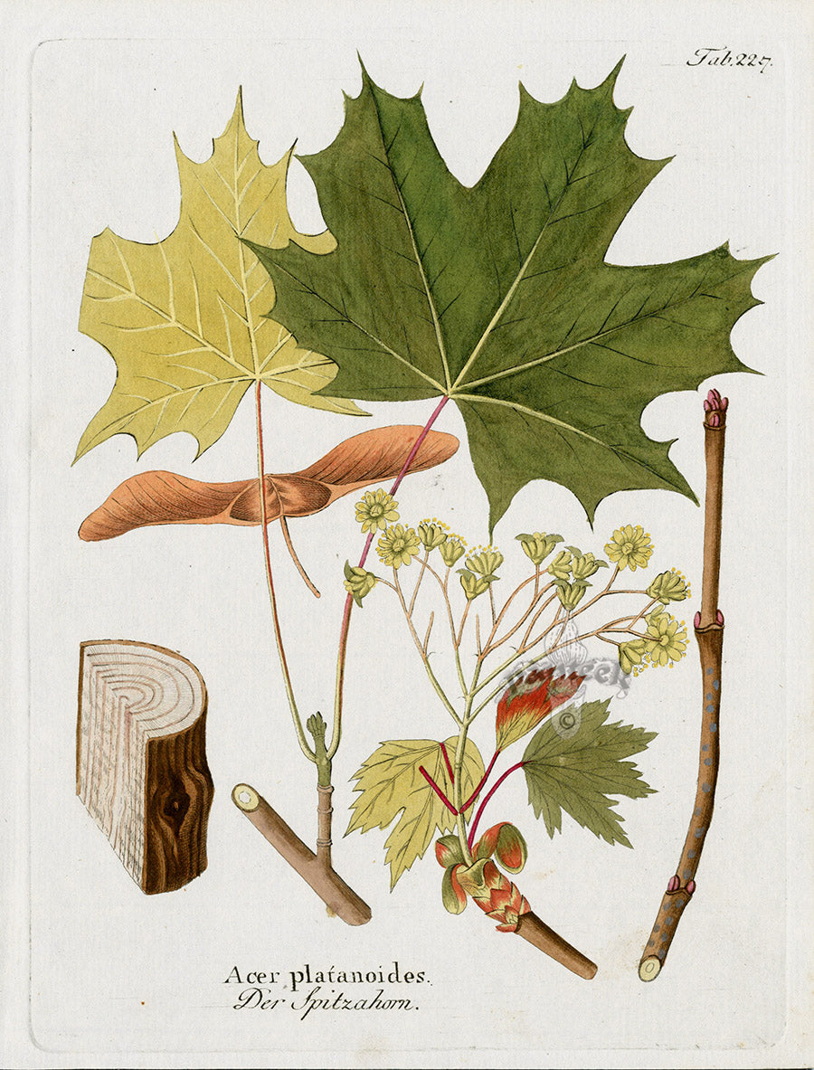 Ferdinand Vietz 1800 Botanical Print Maple, Acer pla.