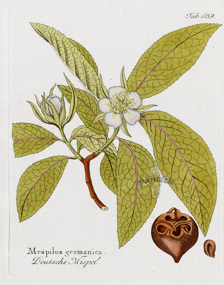 Ferdinand Vietz 1800 Botanical Print Medlar, Mespilus