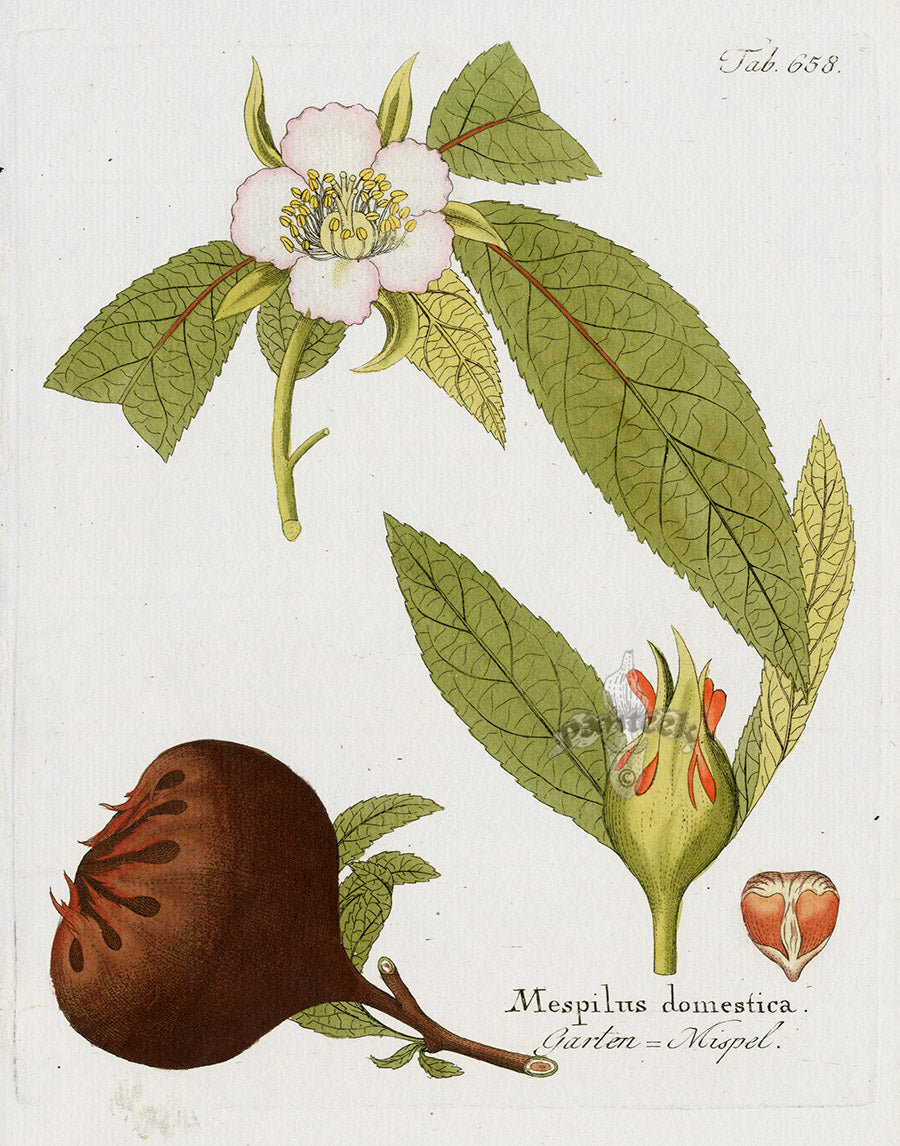 Ferdinand Vietz 1800 Botanical Print Mespilus domestica