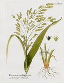 Ferdinand Vietz 1800 Botanical Print Millet - Panteek Antique Prints