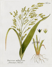 Ferdinand Vietz 1800 Botanical Print Millet - Panteek Antique Prints