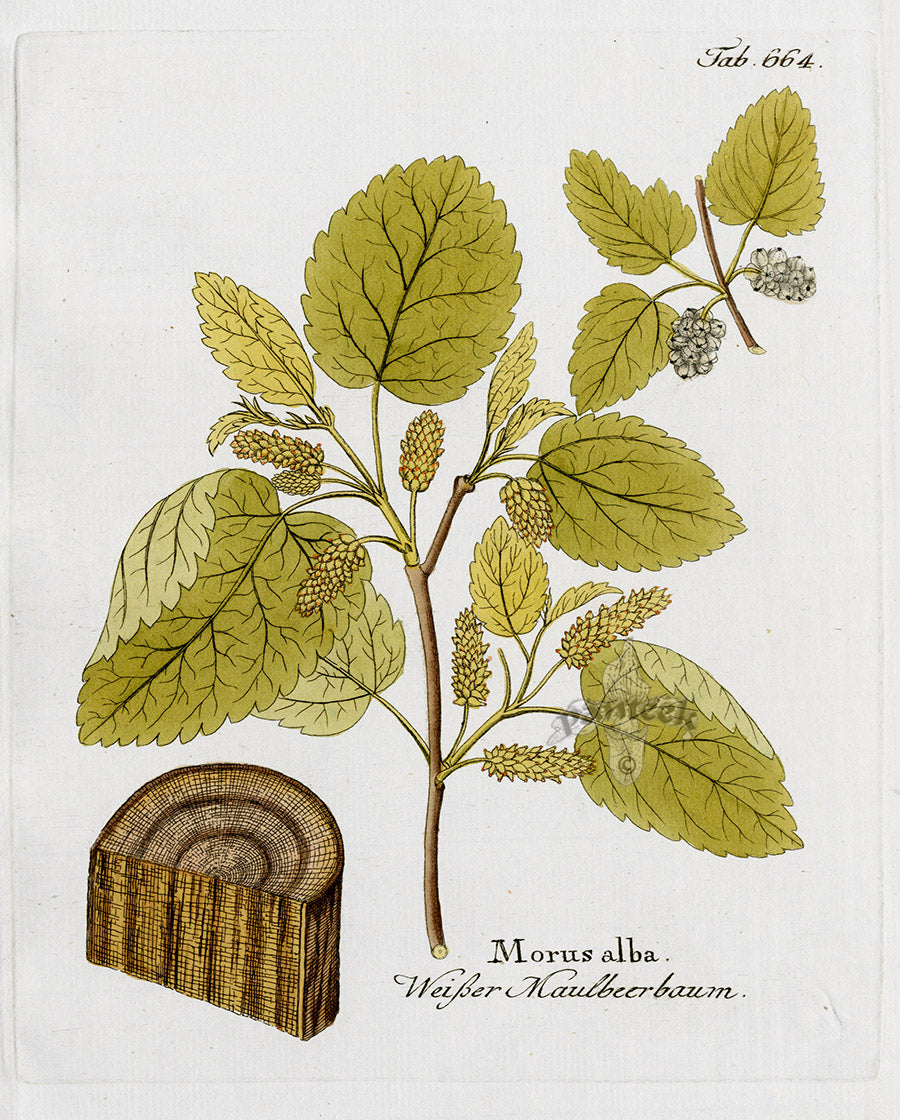 Ferdinand Vietz 1800 Botanical Print Morus alba