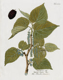 Ferdinand Vietz 1800 Botanical Print Mulberry Black - Panteek Antique Prints