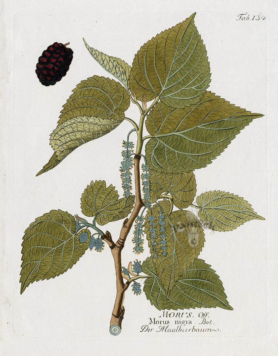 Ferdinand Vietz 1800 Botanical Print Mulberry Black