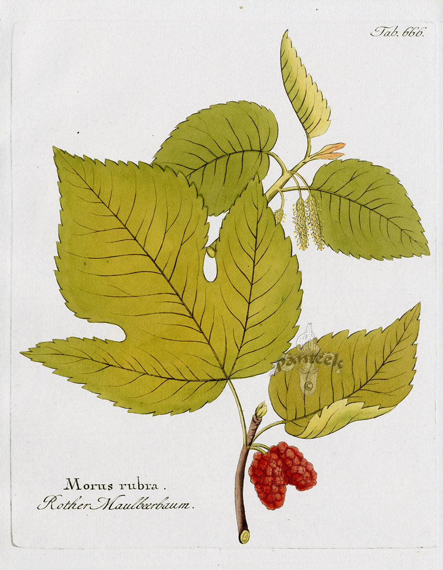 Ferdinand Vietz 1800 Botanical Print Mulberry Red
