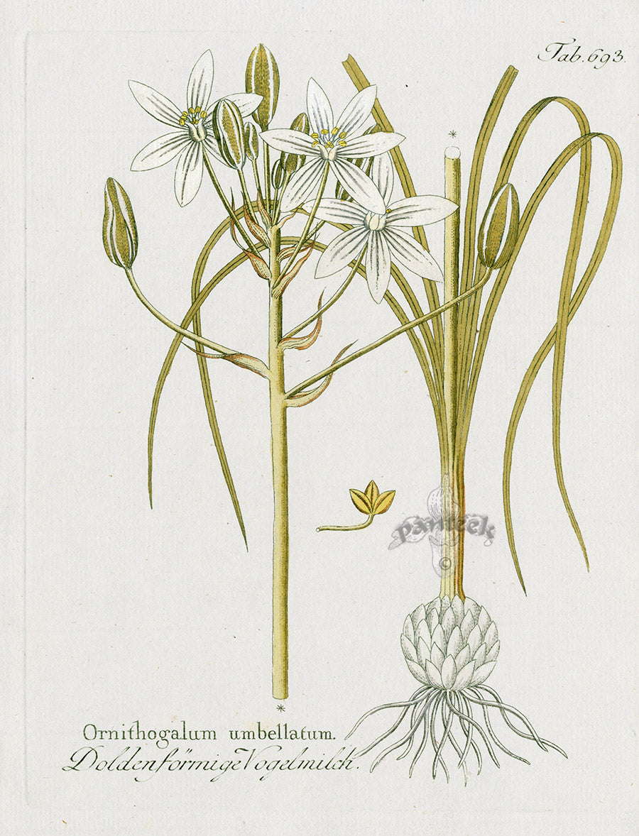 Ferdinand Vietz 1800 Botanical Print O. umbellatum