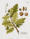Ferdinand Vietz 1800 Botanical Print Oak, Quercus robur - Panteek Antique Prints