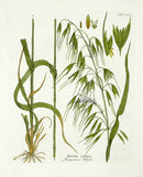 Ferdinand Vietz 1800 Botanical Print Oats - Panteek Antique Prints