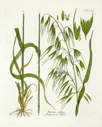 Ferdinand Vietz 1800 Botanical Print Oats - Panteek Antique Prints