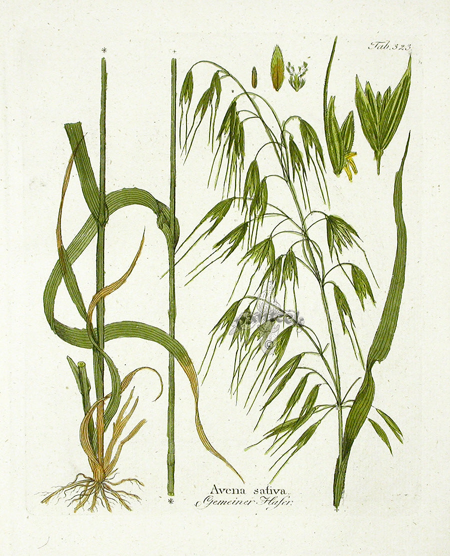 Ferdinand Vietz 1800 Botanical Print Oats
