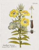Ferdinand Vietz 1800 Botanical Print Oenothera biennis - Panteek Antique Prints