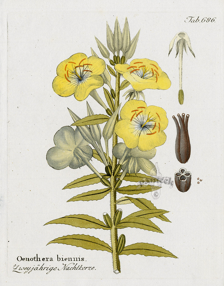 Ferdinand Vietz 1800 Botanical Print Oenothera biennis - Panteek Antique Prints