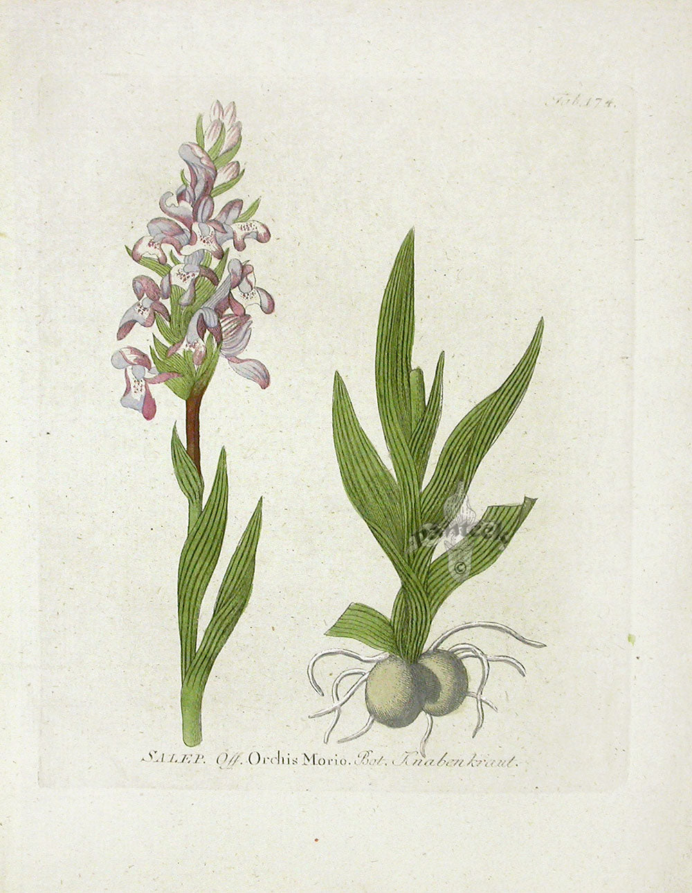 Ferdinand Vietz 1800 Botanical Print Orchid Morio - Panteek Antique Prints