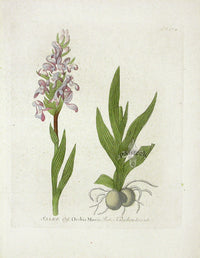 Ferdinand Vietz 1800 Botanical Print Orchid Morio - Panteek Antique Prints