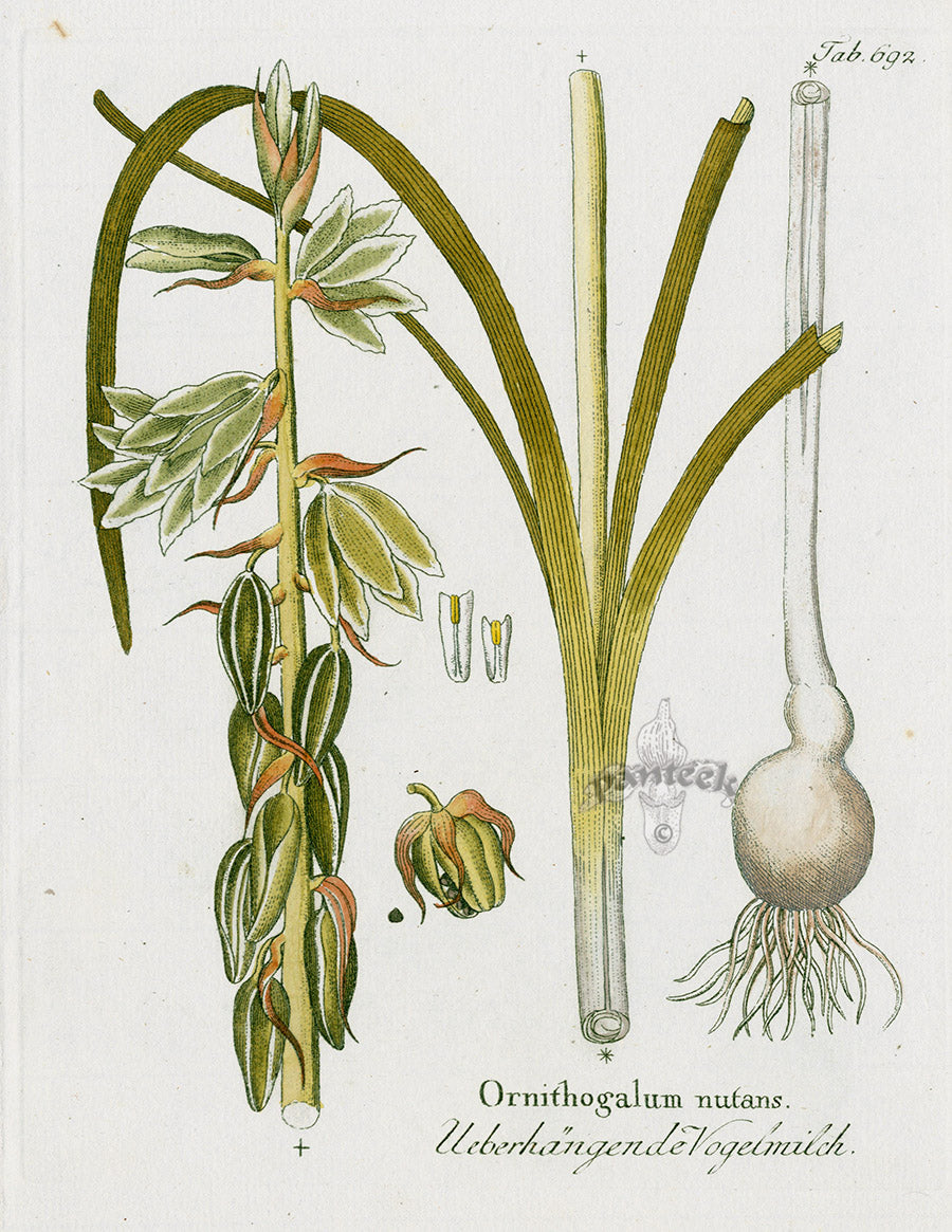 Ferdinand Vietz 1800 Botanical Print Ornithogalum nutans