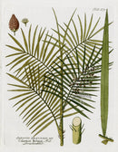 Ferdinand Vietz 1800 Botanical Print Palm - Panteek Antique Prints