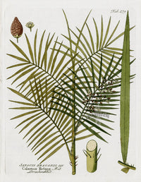 Ferdinand Vietz 1800 Botanical Print Palm - Panteek Antique Prints