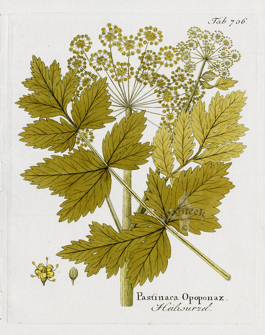 Ferdinand Vietz 1800 Botanical Print Pastinaca opoponax