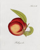 Ferdinand Vietz 1800 Botanical Print Peach - Panteek Antique Prints