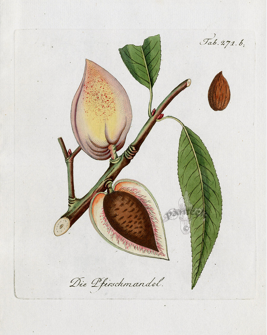 Ferdinand Vietz 1800 Botanical Print Peaches