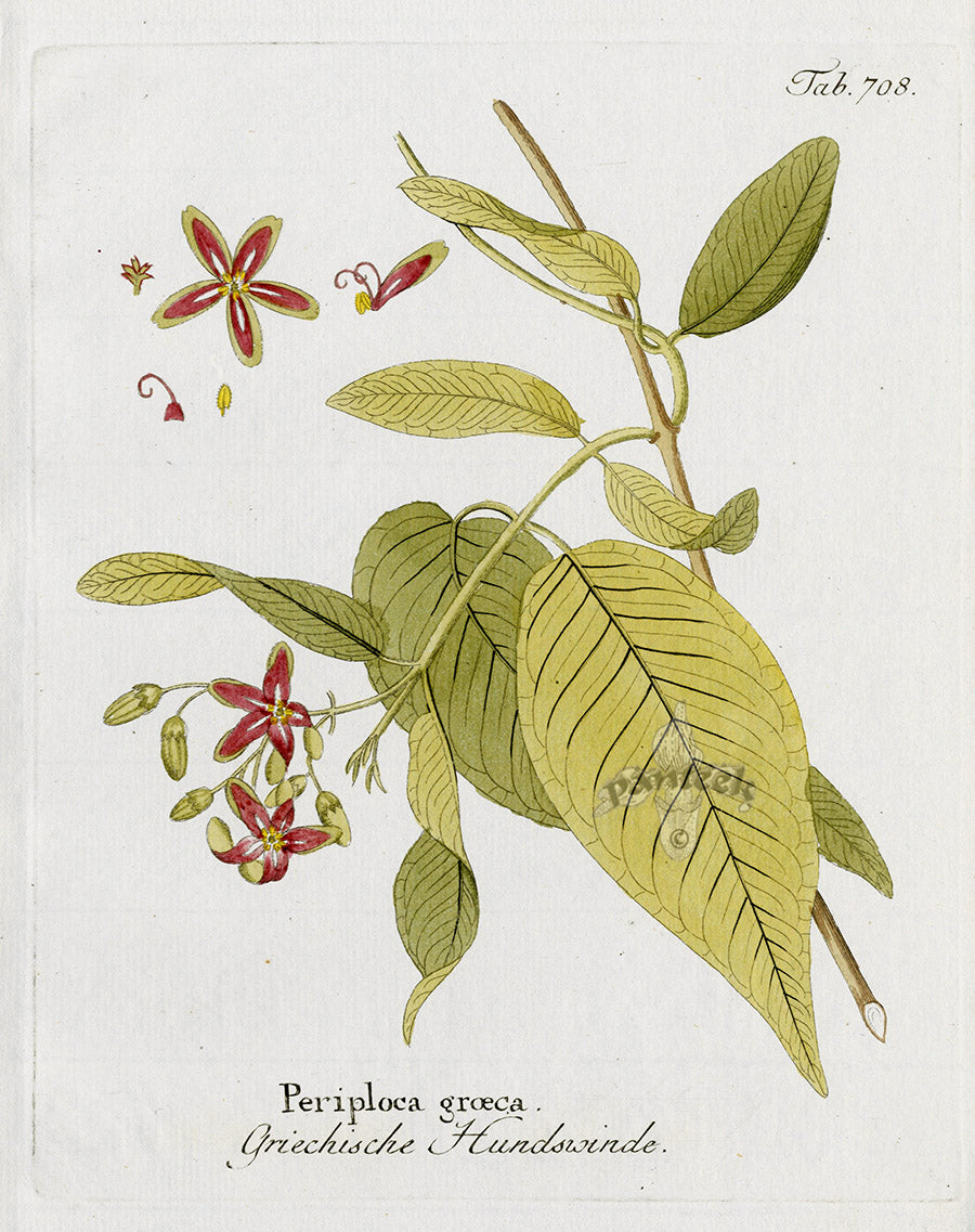 Ferdinand Vietz 1800 Botanical Print Periploca groeca
