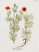 Ferdinand Vietz 1800 Botanical Print Pheasant's-eye Adonis - Panteek Antique Prints
