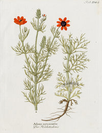 Ferdinand Vietz 1800 Botanical Print Pheasant's-eye Adonis - Panteek Antique Prints