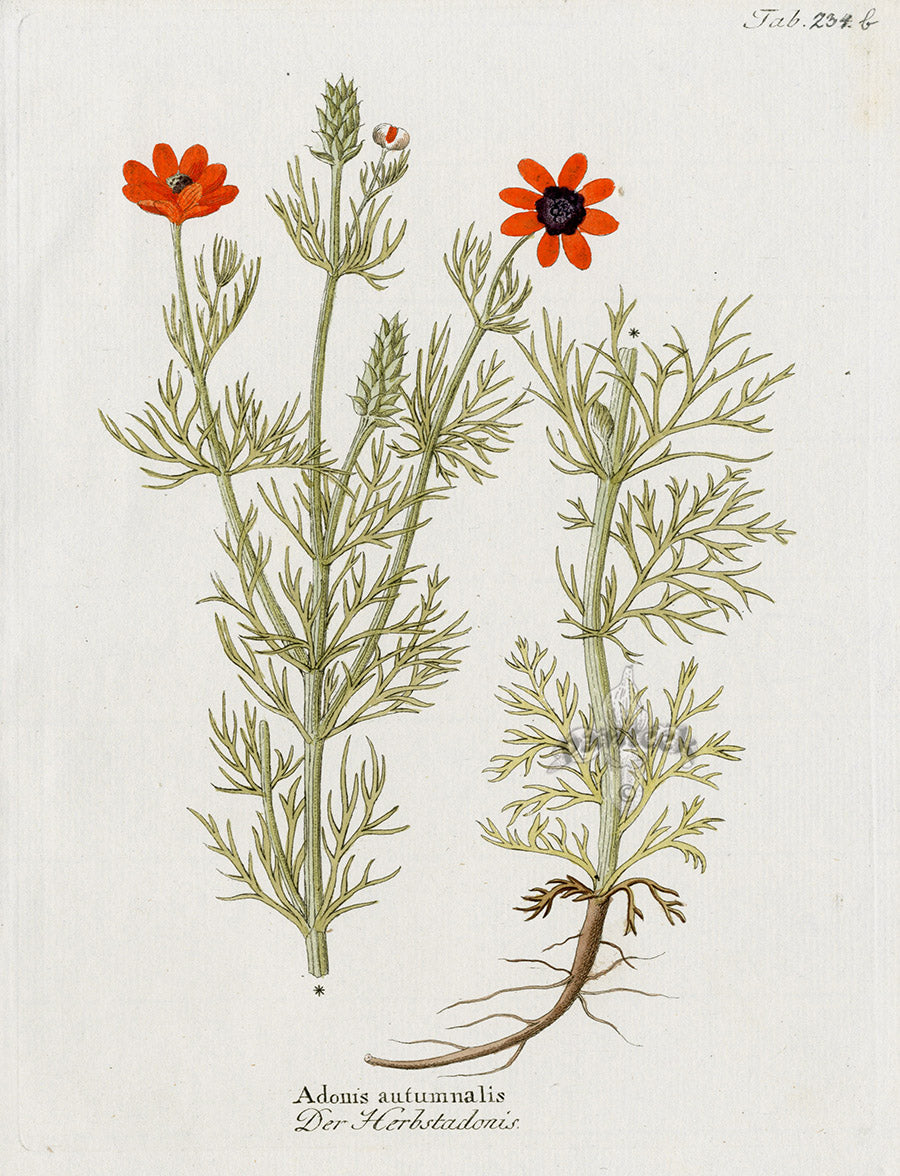 Ferdinand Vietz 1800 Botanical Print Pheasant's-eye Adonis