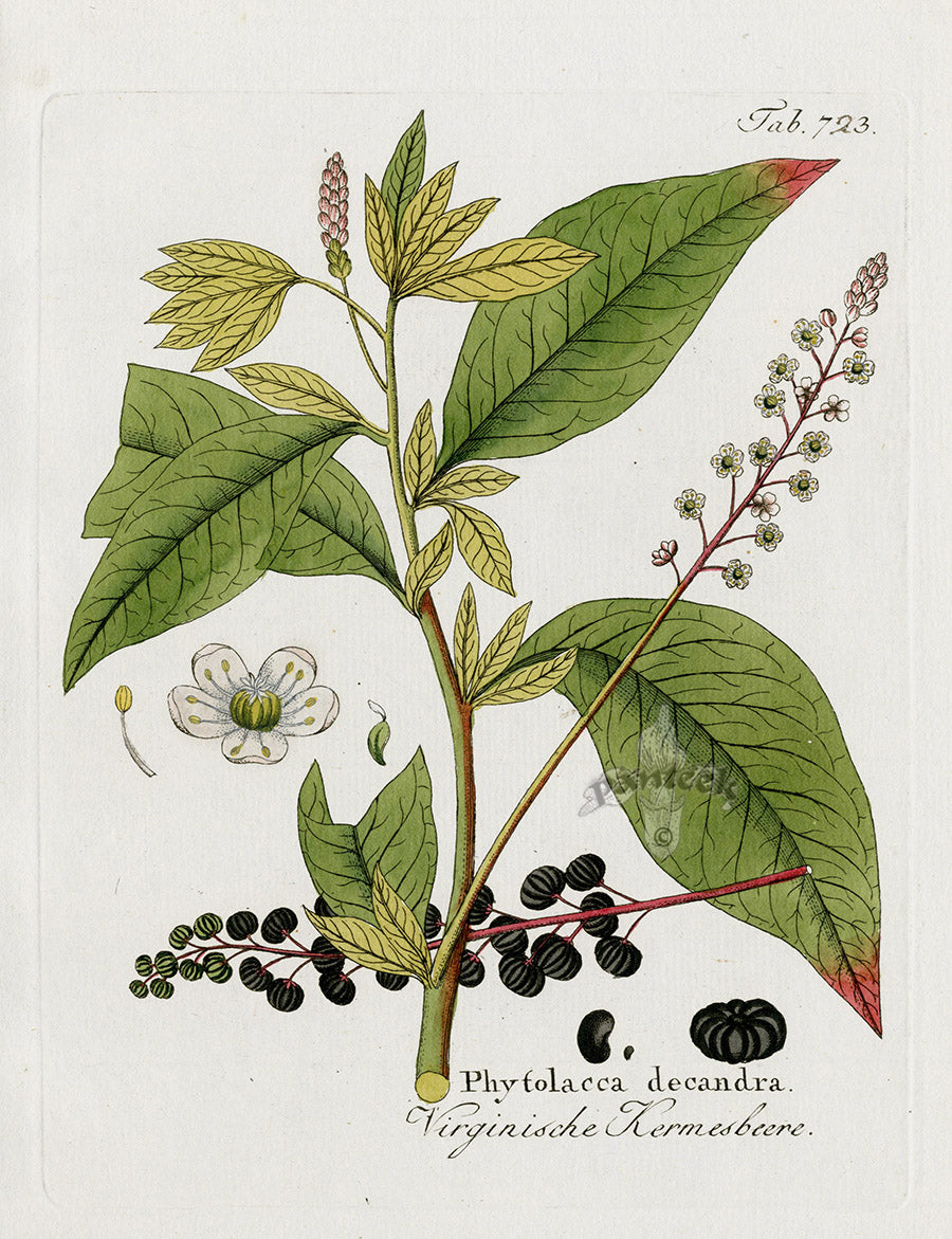 Ferdinand Vietz 1800 Botanical Print Phytolacca decandra