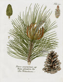 Ferdinand Vietz 1800 Botanical Print Pine - Panteek Antique Prints