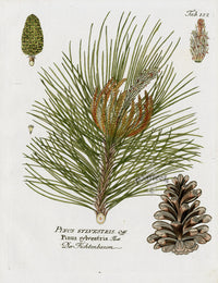 Ferdinand Vietz 1800 Botanical Print Pine - Panteek Antique Prints