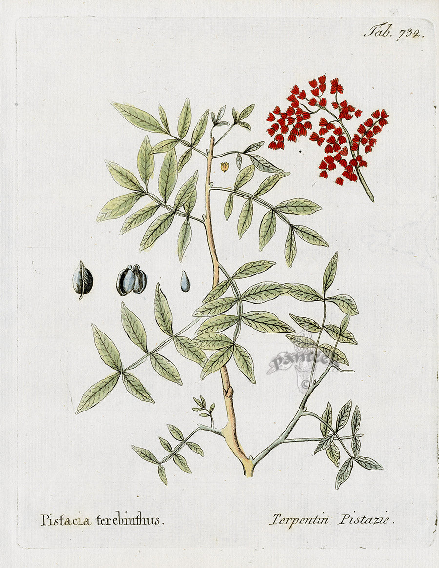 Ferdinand Vietz 1800 Botanical Print Pistacia terebinthus