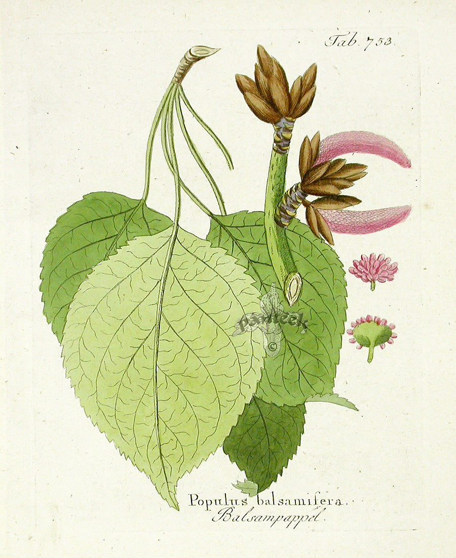 Ferdinand Vietz 1800 Botanical Print Poplar
