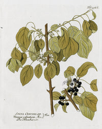 Ferdinand Vietz 1800 Botanical Print Rhamus catharticus - Panteek Antique Prints